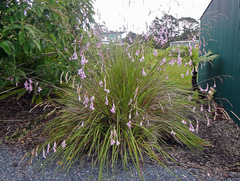 Dierama pulcherrimum