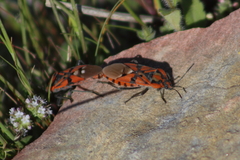 Spilostethus pandurus