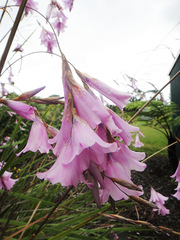 Dierama pulcherrimum