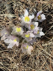 Pulsatilla nuttalliana