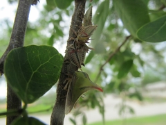 Umbonia crassicornis