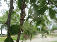 Umbonia crassicornis