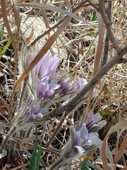 Pulsatilla nuttalliana