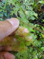 Hymenophyllum flexuosum