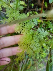 Hymenophyllum flexuosum