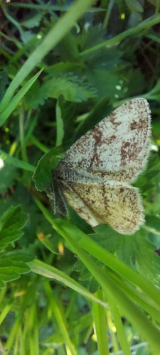 Common Heath photo 5