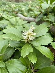 Pachysandra
