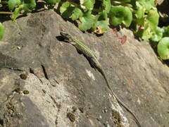 Podarcis bocagei