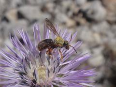 Rhodanthidium