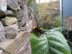 Bombus