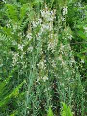 Linaria nivea