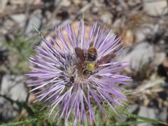 Rhodanthidium