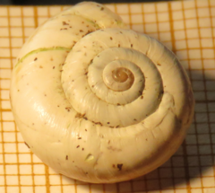 Cernuella aginnica