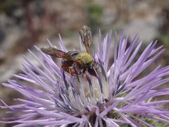 Rhodanthidium