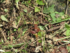 Rana iberica