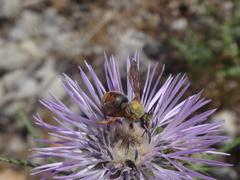 Rhodanthidium