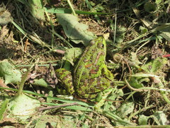 Pelophylax perezi