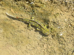 Triturus marmoratus