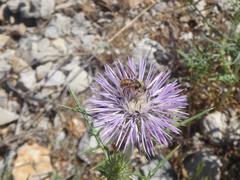 Rhodanthidium