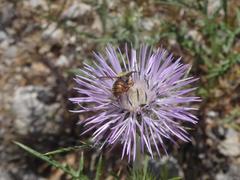 Rhodanthidium