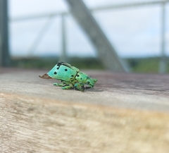 Ericydeus nigropunctatus