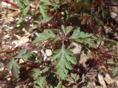Geranium purpureum