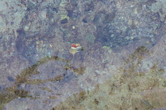 Chaetodon paucifasciatus