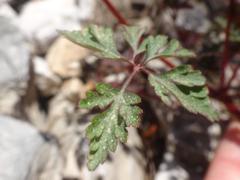 Geranium purpureum