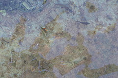 Chaetodon paucifasciatus