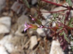 Geranium purpureum