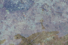 Chaetodon paucifasciatus