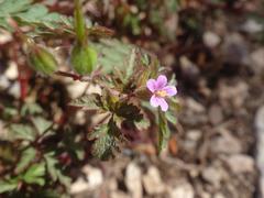 Geranium purpureum