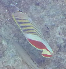 Chaetodon paucifasciatus