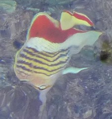 Chaetodon paucifasciatus