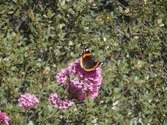 Vanessa atalanta