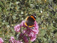 Vanessa atalanta
