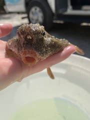 Ogcocephalidae