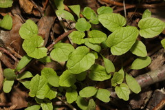 Bistorta officinalis