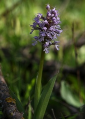 Neotinea conica