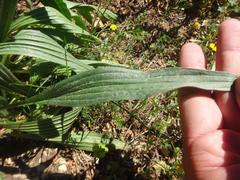 Plantago lanceolata