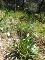 Plantago lanceolata