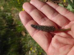Plantago lanceolata