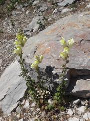 Antirrhinum majus