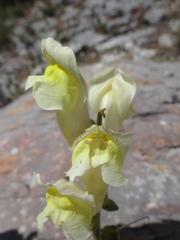 Antirrhinum majus