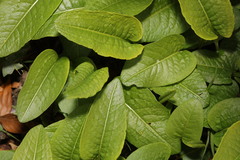 Bistorta officinalis