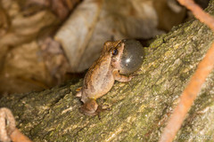 Pseudacris crucifer