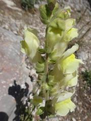 Antirrhinum majus