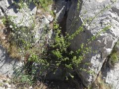 Amelanchier ovalis