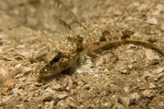 Chitonotus pugetensis