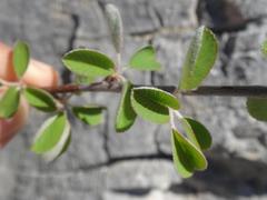 Amelanchier ovalis
